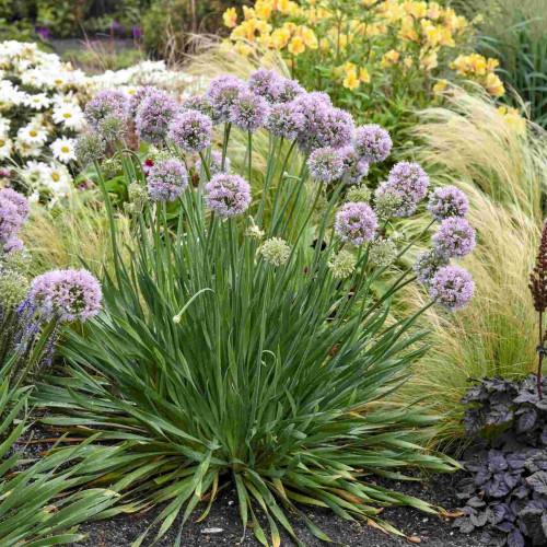 Pažítka sibírska – Allium nutans L. / živá bylinka, rastlinka v kvetináči
